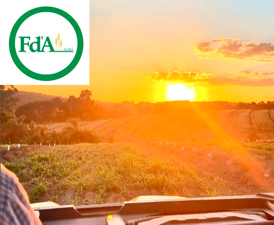 fazenda jequitiba logo e sol